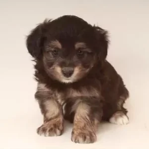 Mini Aussiepoo